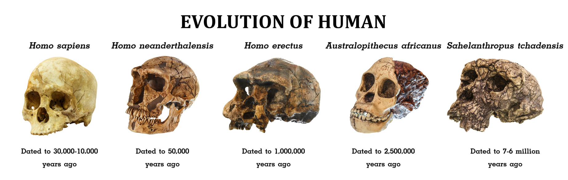 the changes of human evolutions from generation to generation